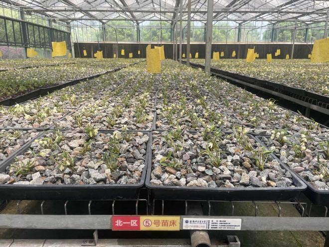 “组团”入沪借力五五购物节开拓市场麻将胡了2试玩安徽六安特色产品将(图7)