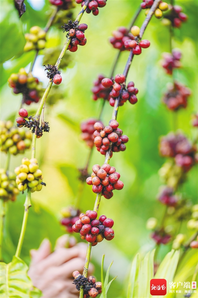 豆走出海南风味“国际范”PG麻将胡了试玩一粒咖啡